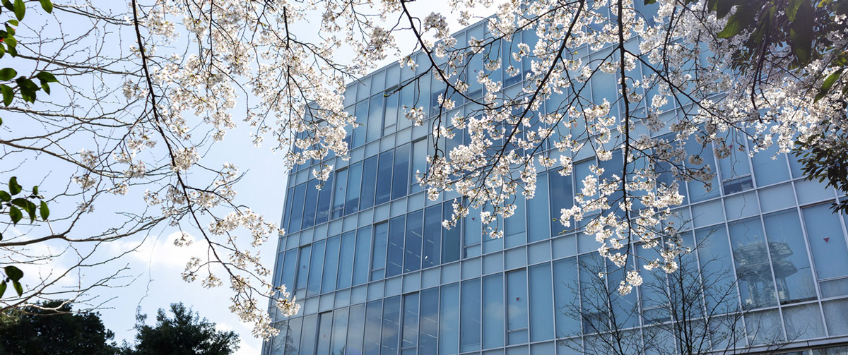 NICT3号館と桜の写真